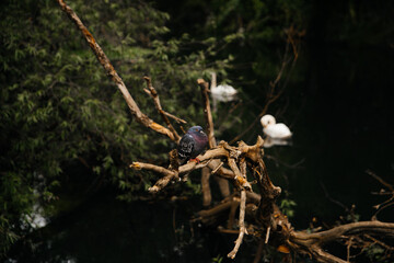 two white swans on the water 