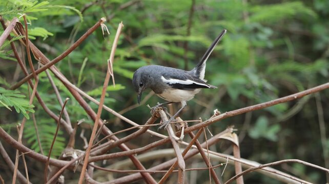 Selective focus shot of oriental magpie-robin (copsychus saularis) perched on a branch