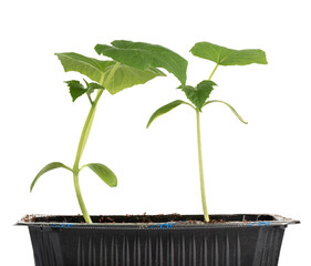 Cucumber seedlings in a black plastic container on a white background.