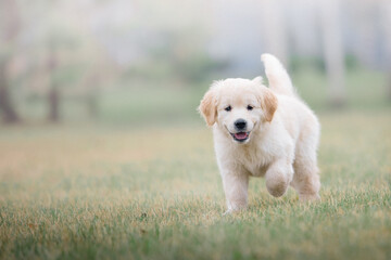 Happy golden retriever puppy running in the park in spring - obrazy, fototapety, plakaty
