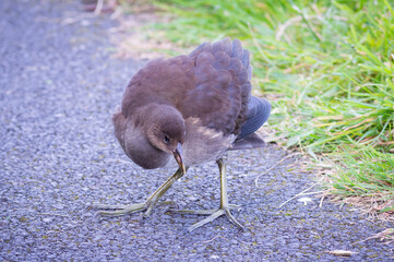 Moorhen juvenile on a footpath