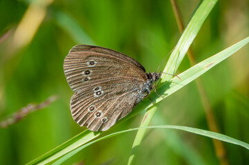Ringlet butterfly on grass blades