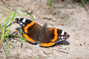 Fototapeta na wymiar Red Admiral butterfly on sandy ground