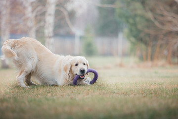 Happy golden retriever playing with a toy