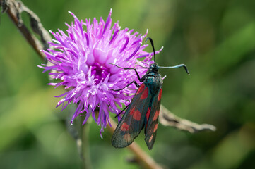 Six-spot Burnet moth on a Scabious flower