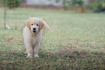 Happy golden retriever puppy running in the park in spring
