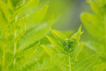 ヤマドリゼンマイ