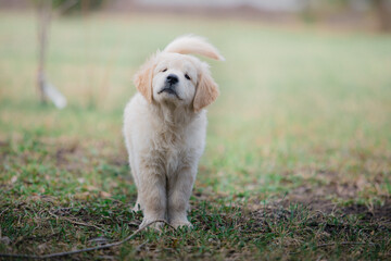 Happy golden retriever puppy running in the park in spring