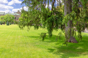 A large spruce in the middle of a wide grassy lawn