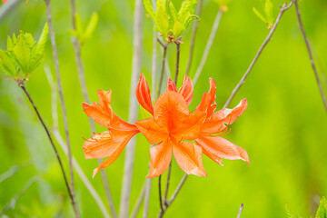 オレンジ色のレンゲツツジ