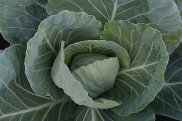 young cabbage grows