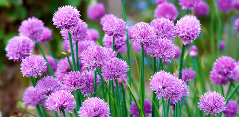 Closeup of purple globe thistle flower bush in a garden outside. Vibrant lavender echinops blooms growing in park in spring. Delicate blossoms in arboretum or backyard. Wide angle nature background