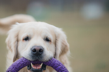 Happy golden retriever playing with a toy