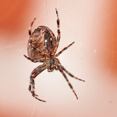 Closeup of a spider in a web from below, isolated against a white orange background. Striped brown and black walnut orb weaver Spider. The nuctenea umbratica is an arachnid from the araneidae family.