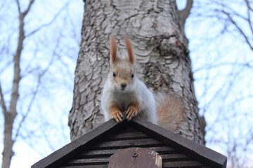 Squirrel on the roof of the squirrel house.