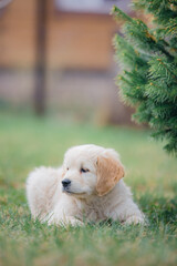 Happy golden retriever puppy sitting on the lawn in spring