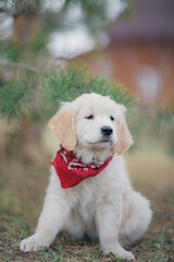 Happy golden retriever puppy sitting on the lawn in spring