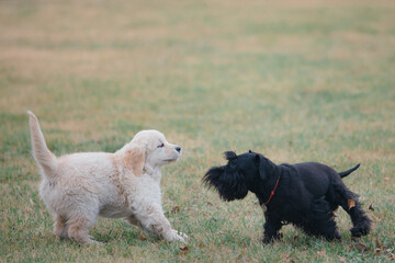 Happy Puppy golden retriever and miniature schnauzer playing on the lawn in spring