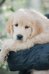 Golden Retriever puppy in arms