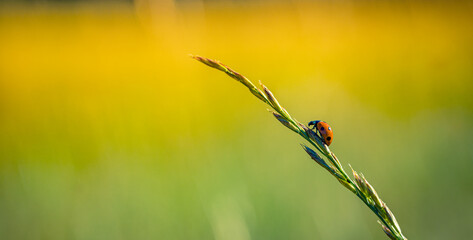 Ladybug on grass macro closeup, idyllic nature sunset. Fantastic spring summer flora and fauna concept, beauty in nature banner. Panoramic closeup outdoor, meadow field and red ladybug, beams