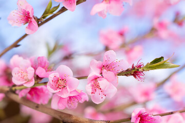 Fototapeta na wymiar Pink peach flowers blooming on peach tree, selective focus. Peach blossom in spring in sky background.