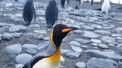 Close up of a King penguin (Aptenodytes patagonicus) at Gold Harbor, South Georgia Island
