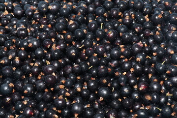 Juicy and delicious apricots, cherries and currants isolated on a white background. Berries and fruits
