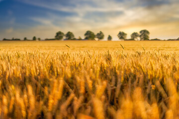 Amazing nature view. Sunset or sunrise on a rye field with golden ears and a dramatic cloudy sky green trees. Beautiful summer landscape. Wheat field panorama with trees at sunset, rural countryside