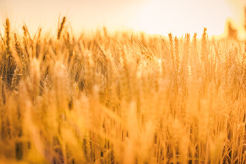 Wheat field sunset. Ears of golden wheat closeup. Rural scenery under shining sunlight. Close-up of ripe golden wheat, blurred golden Harvest time concept. Nature agriculture, sun rays bright farming
