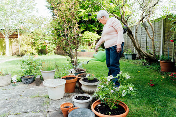 Senior, mature woman watering flowers with watering can in the garden in a sunny day. Retired elderly woman and gardening hobby. Active Retirement lifestyle. Selective focus, copy space