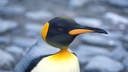 Close up of a King penguin (Aptenodytes patagonicus) at Gold Harbor, South Georgia Island