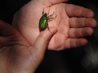 mayate verde