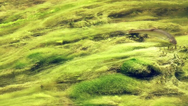 fish swimming in the cler river water - top view