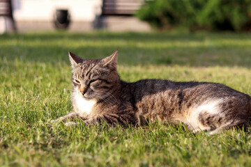 Grey fluffy cat lying on the green grass outdoors