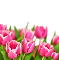 A bunch of tulips with copy space above. To view a beautiful bouquet of flowers as a valentines gift. Mothers day or birthday celebration concept. Vibrant pink spring plants blooming and blossoming.