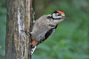 Pic épeiche juvénile (Dendrocopos major) , Neuchâtel, Suisse.