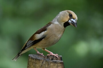 Gros-bec casse-noyaux (Coccothraustes coccothraustes), Neuchâtel, Suisse.