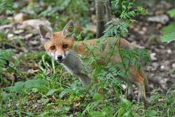 Renardeau roux (Vulpes vulpes), Neuchâtel, Suisse.