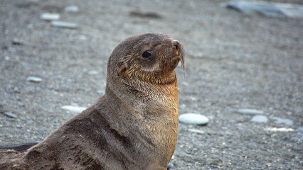 Naklejka premium Antarctic fur seal (Arctocephalus gazella) on the beach at Gold Harbor, South Georgia Island
