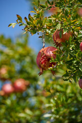 Closeup of a ripe pomegranate on tree branch in the garden. Red ripe fruit hanging on tree branch with healthy green leaves against blur sky copyspace background. Perfect sweet snack growing free