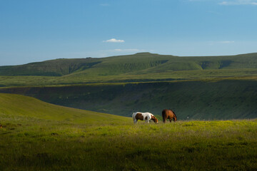 Horses grazing under the Black Mountains in Wales