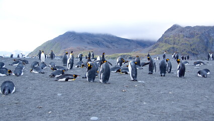 King penguins (Aptenodytes patagonicus) lying on the beach at Gold Harbor, South Georgia Island