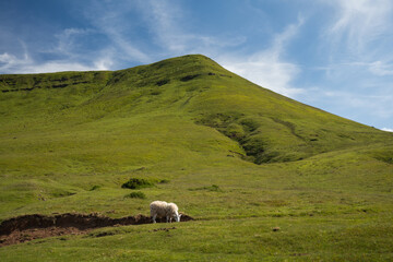 Fototapeta premium Sheep grazing under the Black Mountains in Wales