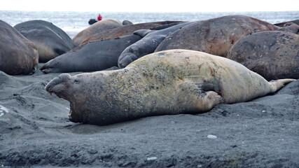 Southern elephant seal (Mirounga leonina) with its mouth open at Gold Harbor, South Georgia Island