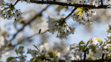 Abeille s'approchant d'une fleur blanche