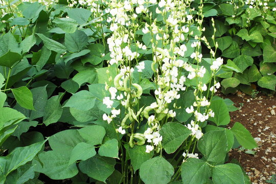 fresh organic young vegetable plant hyacinth bean or valor beans growing in garden or field