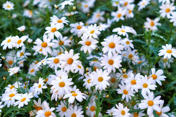 Top view of daisy flowers growing in green nature reserve in summer. Marguerite perennial flowering plants on a grassy lawn in spring from above. Beautiful white flowers blooming in a backyard garden