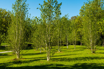 Junge Birken auf dem Westfriedhof in Heilbronn