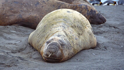 Southern elephant seal (Mirounga leonina) with snot on its nose at Gold Harbor, South Georgia Island