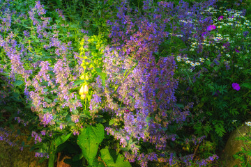 Beautiful blooming flowers in June. A garden of beautiful purple catnip in the shade with the sun peeping through here and there. Purple catnip plants in a garden are all in bloom. - obrazy, fototapety, plakaty